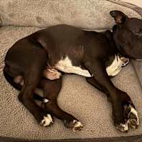 Thumbnail photo of Bernie #3