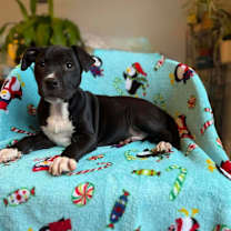 Thumbnail photo of Penguin #2