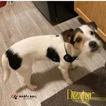 Thumbnail photo of Dexter (Courtesy Post) - No Longer Accepting Applications #4