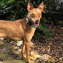 Thumbnail photo of Quentin Quetzalcoatl #4