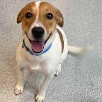 Thumbnail photo of Uno #1