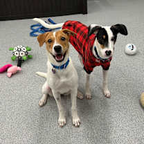 Thumbnail photo of Uno #4