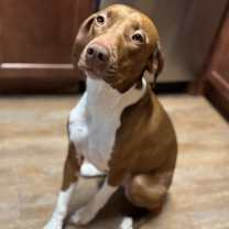 Thumbnail photo of Coco #3