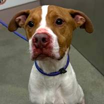 Thumbnail photo of Balsam #2