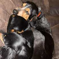 Thumbnail photo of Luna #4