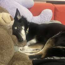 Thumbnail photo of Nala #2