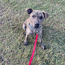 Thumbnail photo of Tupac #3