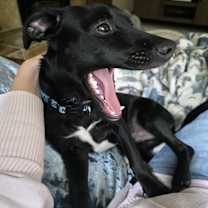 Thumbnail photo of Jordy #2