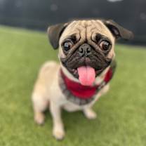 Thumbnail photo of Delilah #1