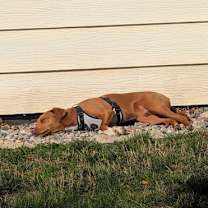 Thumbnail photo of Dashiell #3