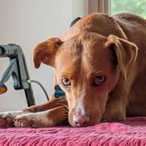 Thumbnail photo of Dashiell #4