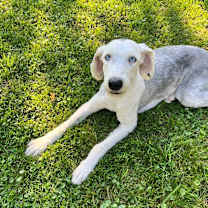 Thumbnail photo of Maxi #2