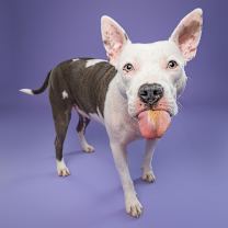 Thumbnail photo of Daisy #2