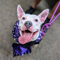 Thumbnail photo of Daisy #4