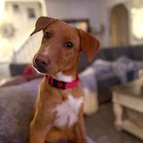 Thumbnail photo of Honey Bear #2