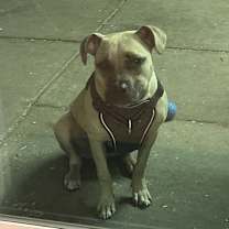 Thumbnail photo of Lila #1