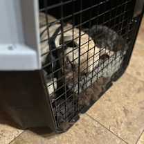 Thumbnail photo of Lila #4