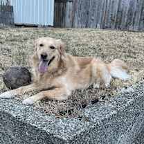 Thumbnail photo of Arlie #3