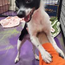 Thumbnail photo of Abbie #3