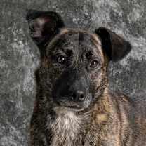 Thumbnail photo of Jasper #1