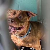 Thumbnail photo of Bronco #2