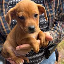 Thumbnail photo of Hammon #2