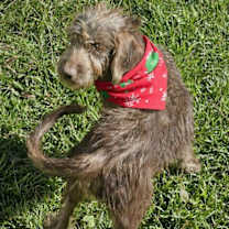 Thumbnail photo of Daisy Doodle #2