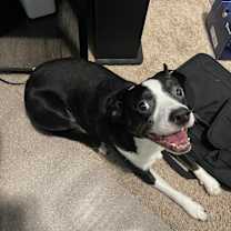 Thumbnail photo of Shadow #3