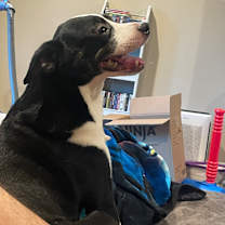 Thumbnail photo of Shadow #4