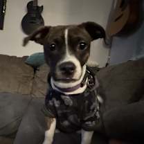 Thumbnail photo of Sadie #1