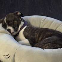 Thumbnail photo of Sadie #2