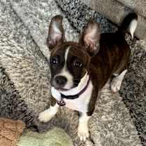 Thumbnail photo of Sadie #3