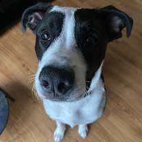 Thumbnail photo of Knight #1