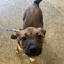 Thumbnail photo of Ziti #1