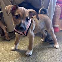 Thumbnail photo of Fettuccine #1