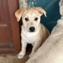 Thumbnail photo of Turtle Dove #1