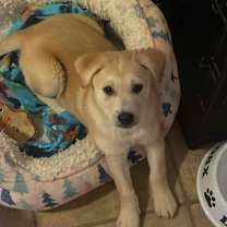 Thumbnail photo of Turtle Dove #3