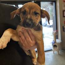 Thumbnail photo of Fettuccine #2