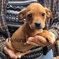 Thumbnail photo of Helena *Adoption Pending* #2