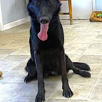 Thumbnail photo of Pepper-12mnths Sweet Girl! Housetrained $425 #1