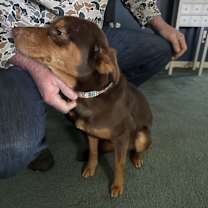 Thumbnail photo of Laken #2