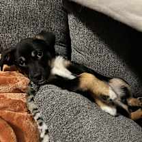 Thumbnail photo of Lola #1