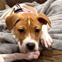 Thumbnail photo of Cranberry #1