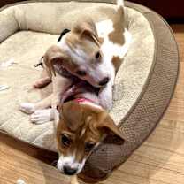 Thumbnail photo of Cranberry #2