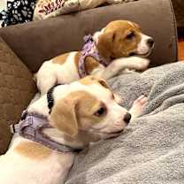 Thumbnail photo of Cranberry #3