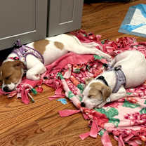 Thumbnail photo of Cranberry #4