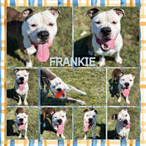 Thumbnail photo of Frankie #1