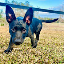 Thumbnail photo of Trix #1