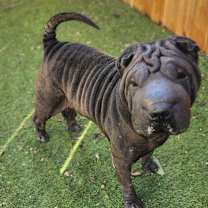 Thumbnail photo of Sharpie JuM #1