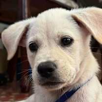 Thumbnail photo of Astro #2